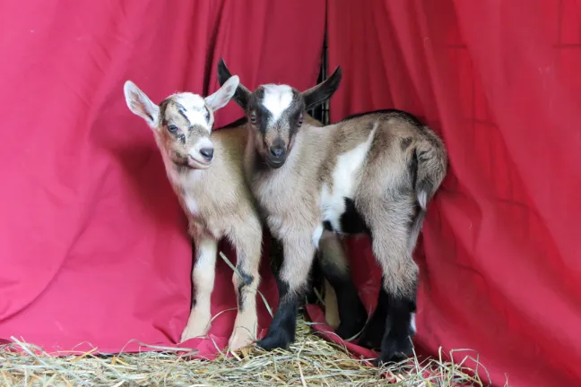 2 mini alpine goats in front of pink sheet