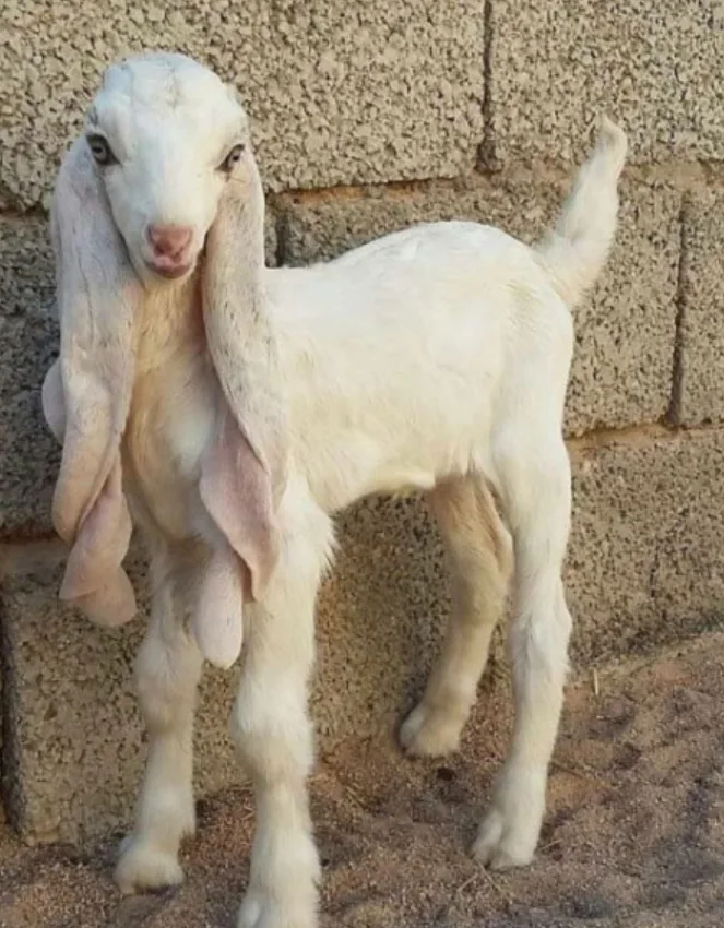 kamori baby goat